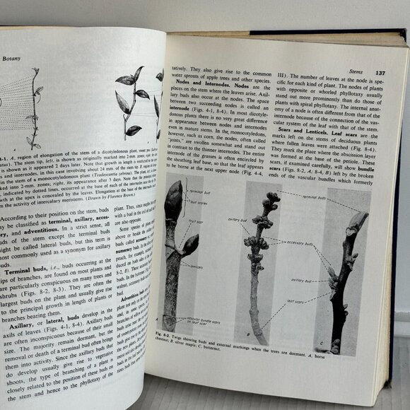Vintage 1960 Botany: Hill Overholts Popp Grove Mcgraw-Hill Hardcover Book - Picture 8 of 12